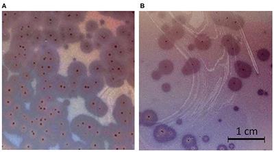 Characterization, Antibiofilm, and Depolymerizing Activity of Two Phages Active on Carbapenem-Resistant Acinetobacter baumannii